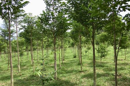 Energy biomass programs