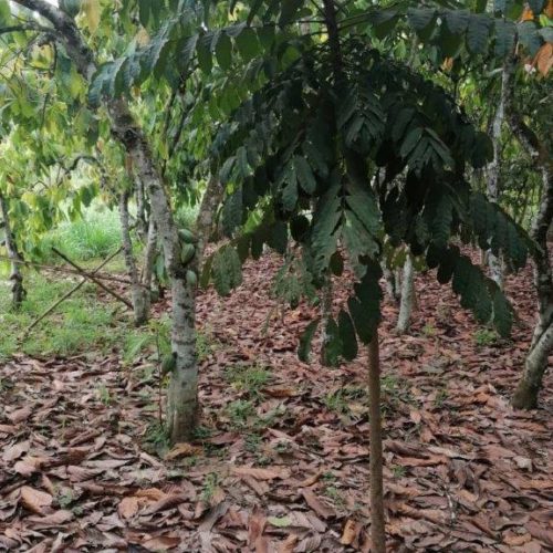 CCB (Climate, Community and Biodiversity) – Ivory Coast