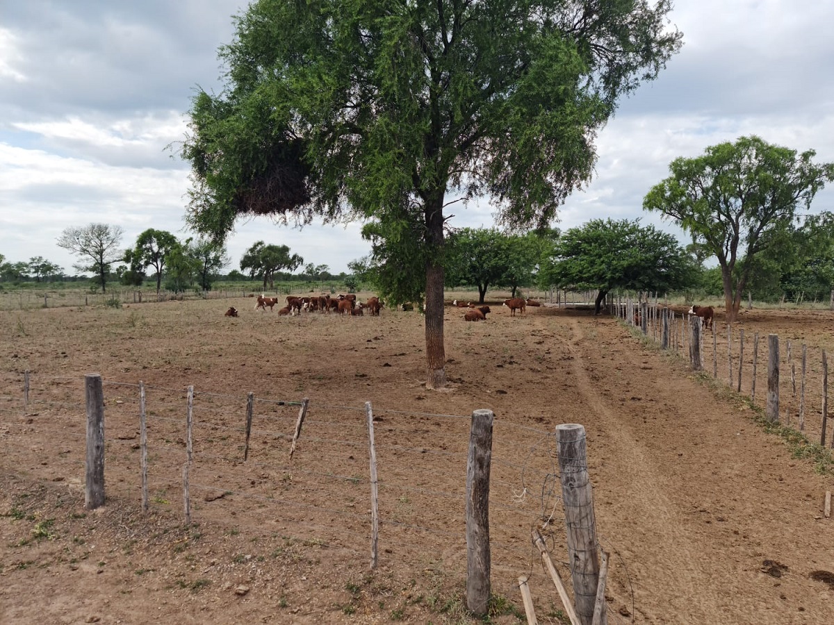 Reforestation Program in Argentina