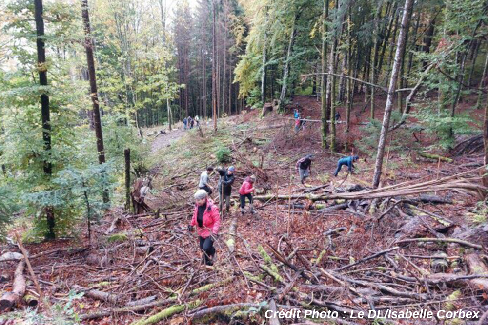 au-dessus-de-cheron-a-un-peu-moins-de-900-metres-d-altitude-sur-cette-parcelle-privee-en-2019-comme-dans-la-plupart-de-la-foret-de-magland-la-tempete-a-tout-devaste-l-action-du-pr
