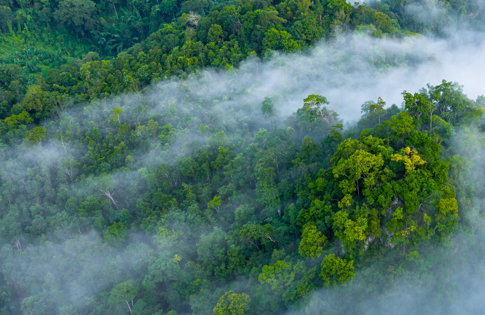 Rainforest