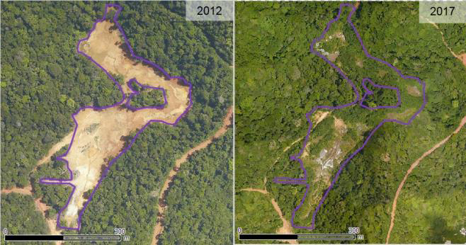 reforestation